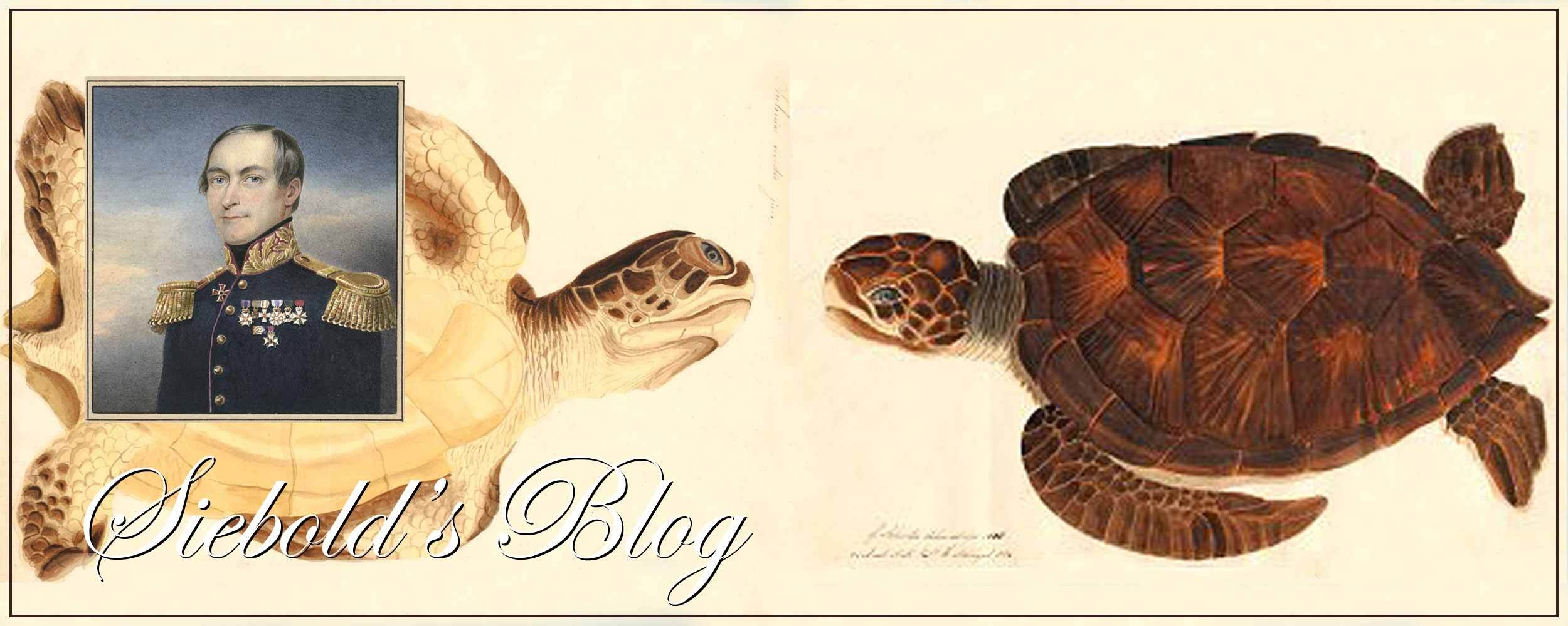 Sieboldblog zeeschildpad