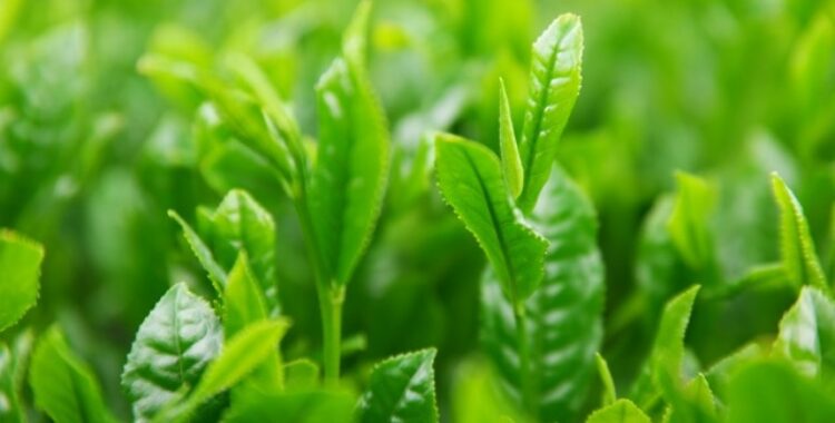 Japanse Theeblaadjes